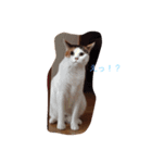ちこんぷ（個別スタンプ：4）