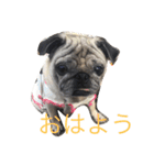 パグメルのスタンプ（個別スタンプ：1）