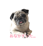 パグメルのスタンプ（個別スタンプ：4）