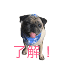 パグメルのスタンプ（個別スタンプ：7）