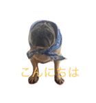 パグメルのスタンプ（個別スタンプ：9）