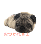 パグメルのスタンプ（個別スタンプ：11）