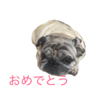 パグメルのスタンプ（個別スタンプ：13）