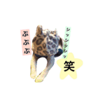 アクアぶちのスタンプ（個別スタンプ：3）
