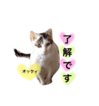 アクアぶちのスタンプ（個別スタンプ：19）