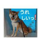 柴犬 ゆきち（個別スタンプ：1）