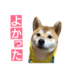 柴犬 ゆきち（個別スタンプ：2）