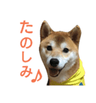 柴犬 ゆきち（個別スタンプ：3）
