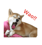 柴犬 ゆきち（個別スタンプ：4）