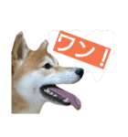 柴犬 ゆきち（個別スタンプ：5）