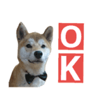柴犬 ゆきち（個別スタンプ：6）