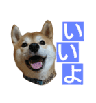 柴犬 ゆきち（個別スタンプ：7）