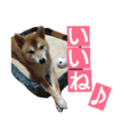 柴犬 ゆきち（個別スタンプ：8）
