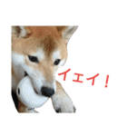 柴犬 ゆきち（個別スタンプ：9）