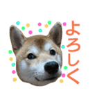 柴犬 ゆきち（個別スタンプ：10）