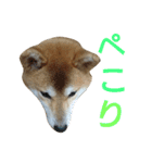 柴犬 ゆきち（個別スタンプ：11）