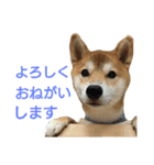 柴犬 ゆきち（個別スタンプ：12）