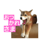 柴犬 ゆきち（個別スタンプ：13）