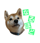 柴犬 ゆきち（個別スタンプ：14）