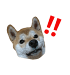柴犬 ゆきち（個別スタンプ：15）