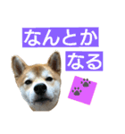 柴犬 ゆきち（個別スタンプ：17）