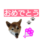 柴犬 ゆきち（個別スタンプ：18）