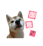 柴犬 ゆきち（個別スタンプ：19）