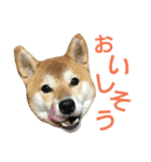 柴犬 ゆきち（個別スタンプ：20）