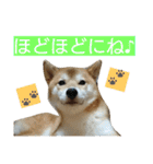 柴犬 ゆきち（個別スタンプ：21）