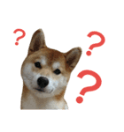 柴犬 ゆきち（個別スタンプ：22）