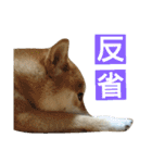 柴犬 ゆきち（個別スタンプ：23）