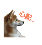 柴犬 ゆきち（個別スタンプ：24）