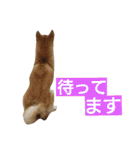 柴犬 ゆきち（個別スタンプ：25）
