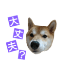 柴犬 ゆきち（個別スタンプ：26）