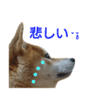柴犬 ゆきち（個別スタンプ：28）