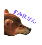 柴犬 ゆきち（個別スタンプ：29）