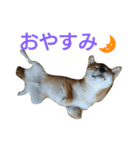 柴犬 ゆきち（個別スタンプ：31）