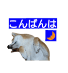 柴犬 ゆきち（個別スタンプ：32）