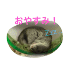 ハムスターの1日（個別スタンプ：1）