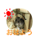 ハムスターの1日（個別スタンプ：2）