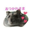 ハムスターの1日（個別スタンプ：8）