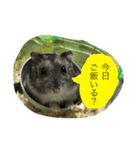 ハムスターの1日（個別スタンプ：9）