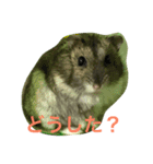 ハムスターの1日（個別スタンプ：10）
