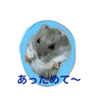 ハムスターの1日（個別スタンプ：15）