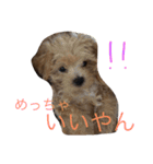miitan stamp（個別スタンプ：13）
