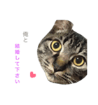 Love.pet 6（個別スタンプ：5）