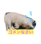 星子のひと時（個別スタンプ：1）