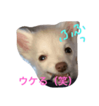 星子のひと時（個別スタンプ：6）