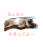 麦ちゃん2（個別スタンプ：3）