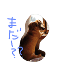 ちゃぼスタンプ（個別スタンプ：3）